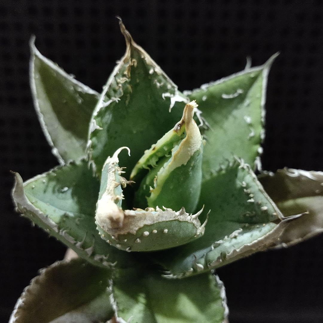 最終値下D.I.P.left botanicalコラボ陶器鉢塊根グラキリスアガベ